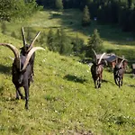 Ξενοδοχείο Hotellerie De Mascognaz Champoluc