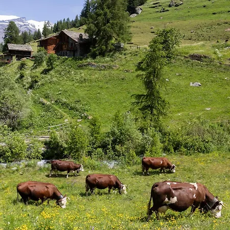 Hotellerie De Mascognaz Champoluc