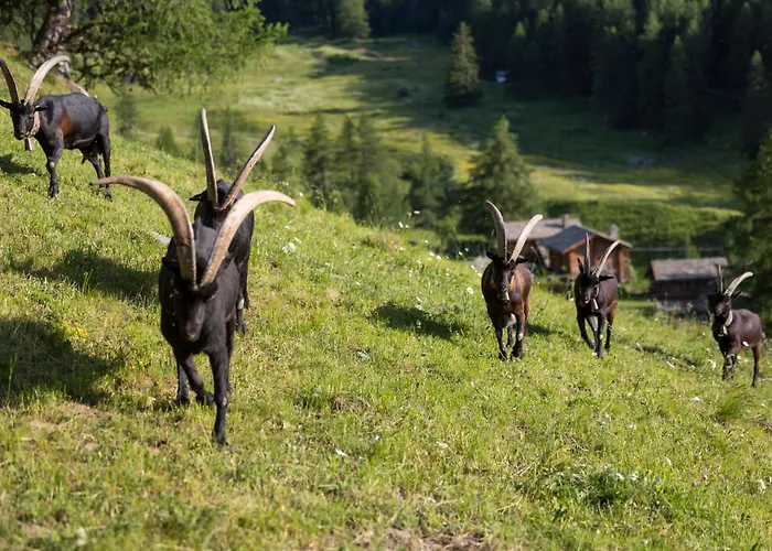 Hotel Hotellerie De Mascognaz Champoluc